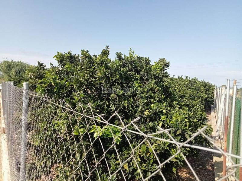 Foto a514531d-3459-4a45-8cb5-4fc98eca9d28. Finca rústica terreno amplio con plantación activa junto al polígono sur de xeraco en Xeresa