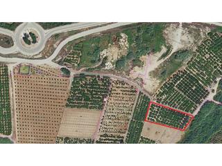 Finca rústica  Tarrocha. Terreno de 2001 m 2,5 hanegadas con cítricos en producción y gra