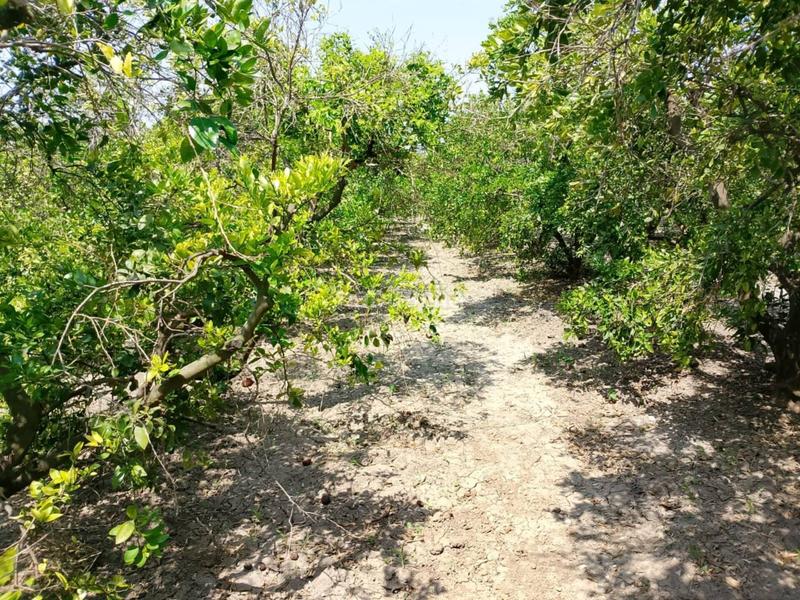 Foto 002f7f4f-60a2-43df-a356-9dc4491788e6. Fondo rustico in Oliva pueblo Oliva