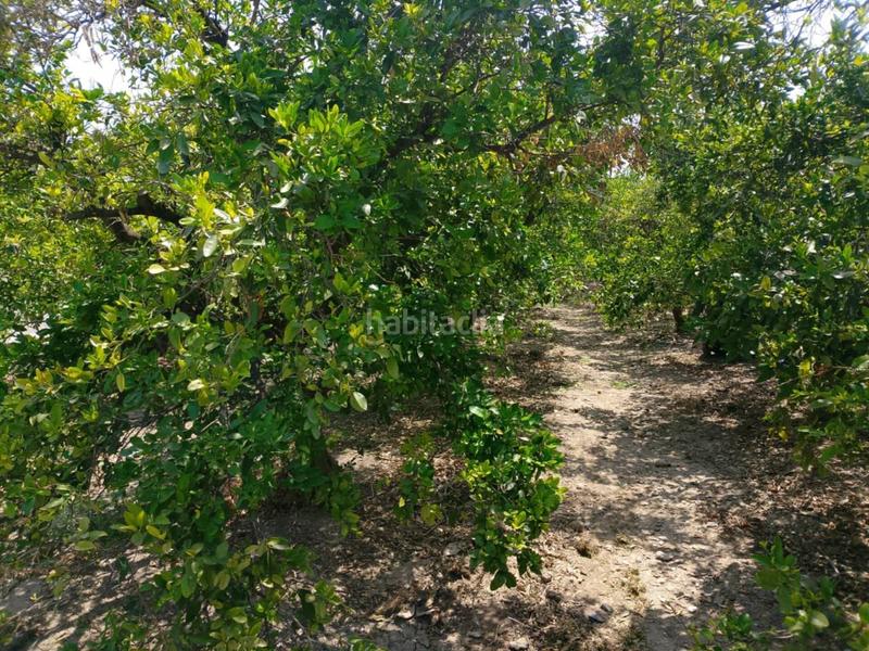 Foto 0bb34d2d-4c7b-4a03-82aa-697b14825fcb. Fondo rustico in Oliva pueblo Oliva