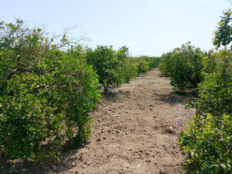 Foto 1c5e2f4b-cf92-4f2e-9dde-9efec5468c23. Fondo rustico in Oliva pueblo Oliva