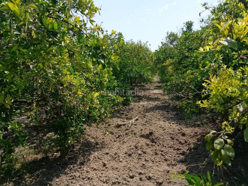 Foto 3ebb912b-5f06-4522-9783-55960831e657. Fondo rustico in Oliva pueblo Oliva