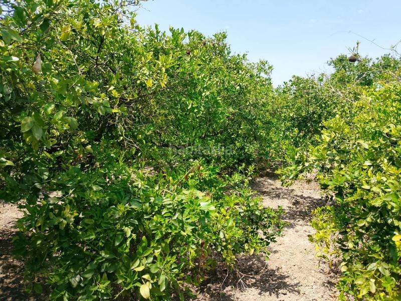 Foto 5c03eeae-2958-474f-a5ff-3ef715c2ce7d. Fondo rustico in Oliva pueblo Oliva