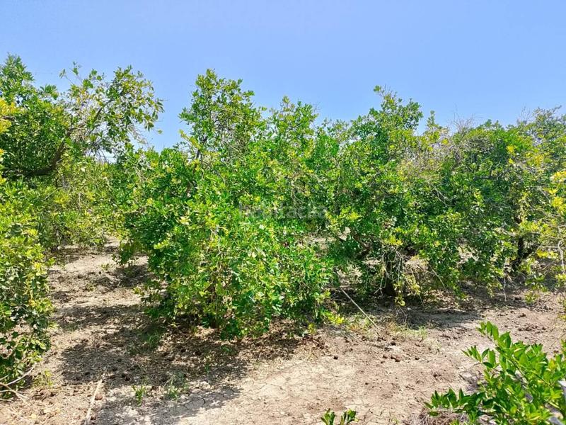 Foto b614f8c7-2903-477b-b776-3902ba329cc3. Fondo rustico in Oliva pueblo Oliva