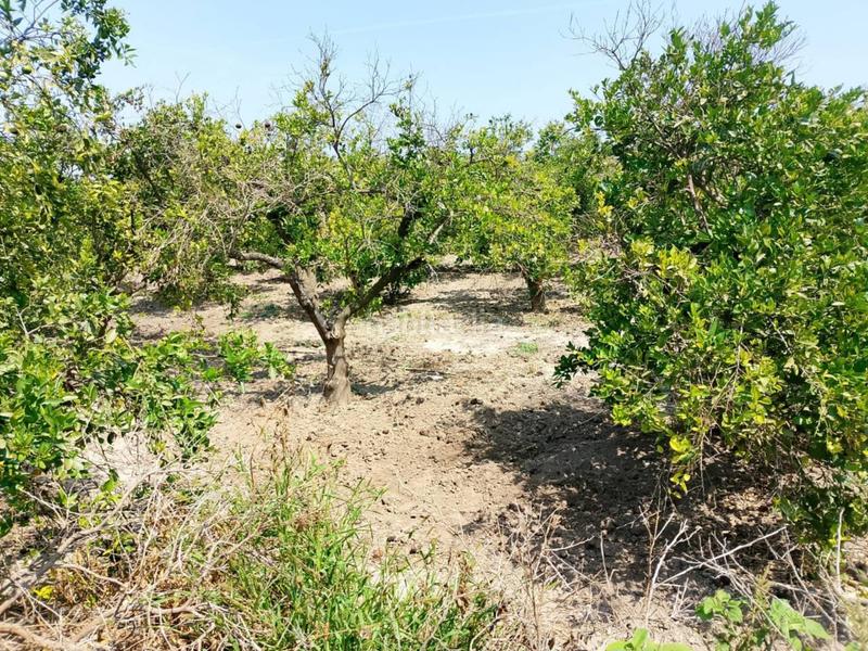 Foto b8316339-3095-42eb-b7c3-d32b38ce4dcf. Fondo rustico in Oliva pueblo Oliva