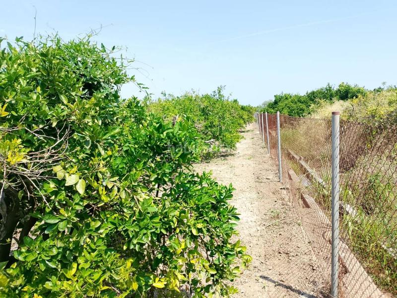 Foto c956f412-96a2-4e0c-afa2-5f214f18b5f7. Fondo rustico in Oliva pueblo Oliva