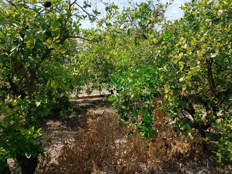 Foto df212a06-d5b6-497d-bb12-3c2e50ac5e6d. Fondo rustico in Oliva pueblo Oliva