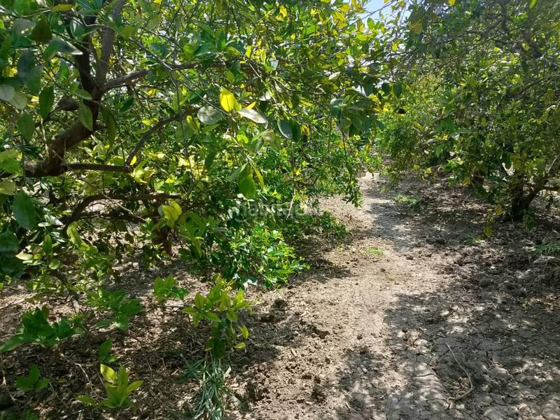 Foto f9e9745d-bd3a-4238-9c51-1ddce375ef55. Fondo rustico in Oliva pueblo Oliva