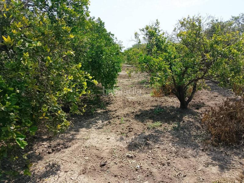 Foto fba2a1ef-28c4-467d-b854-ecd27784a159. Fondo rustico in Oliva pueblo Oliva