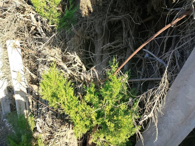 Foto 66e33f0c-5ad8-4573-a300-043f65fb78ef. Fondo rustico in Oliva pueblo Oliva