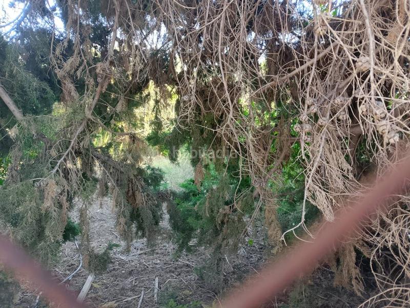 Foto eb5f57f3-4836-4e92-9a2f-9d9c7c388fef. Fondo rustico in Oliva pueblo Oliva