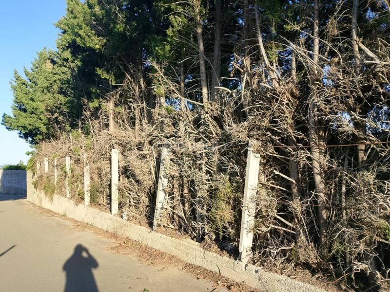 Foto f5eb0ed1-951e-4f65-acf3-6cc91043553d. Fondo rustico in Oliva pueblo Oliva