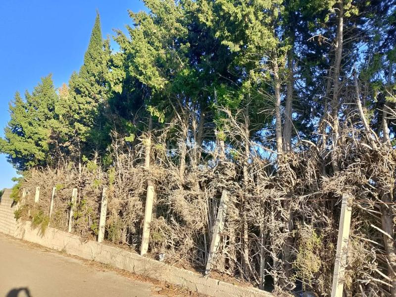 Foto ffa0f367-83f4-4646-9f67-6ee539c379b8. Fondo rustico in Oliva pueblo Oliva