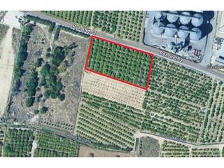 Landgut  Viejo de xátiva. Terreno agrario en la zona norte de oliva