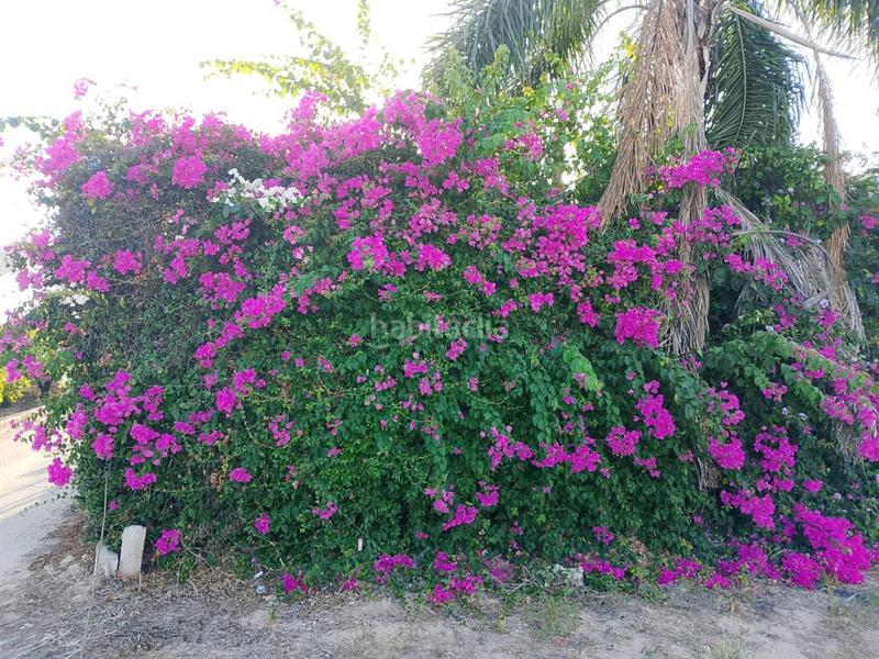 Foto 7adac3d0-a812-41fa-a7aa-7e4d32775021. Fondo rustico in Oliva pueblo Oliva