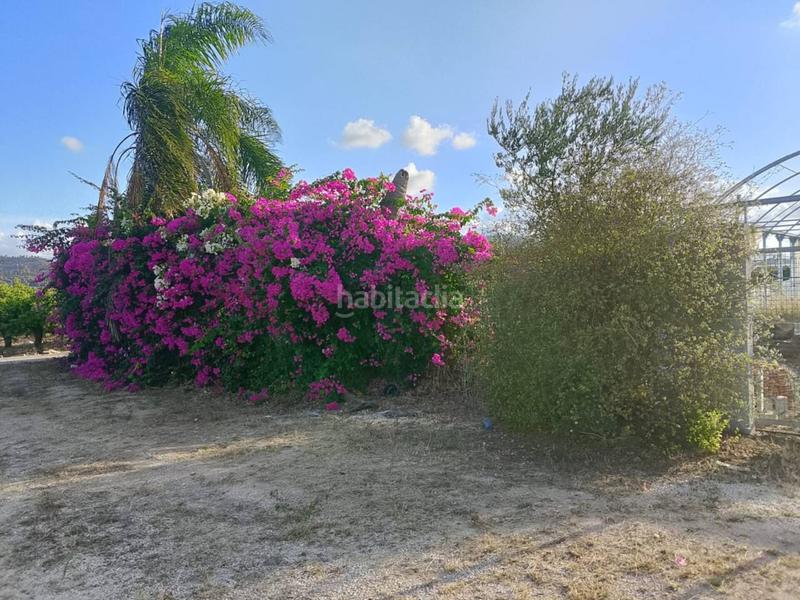 Foto d6b71103-be35-4df6-abc9-dcb5f6014b5d. Fondo rustico in Oliva pueblo Oliva