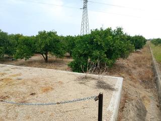Landgut  Nazaret. Terreno vallado rústico en venta  entre oliva y piles