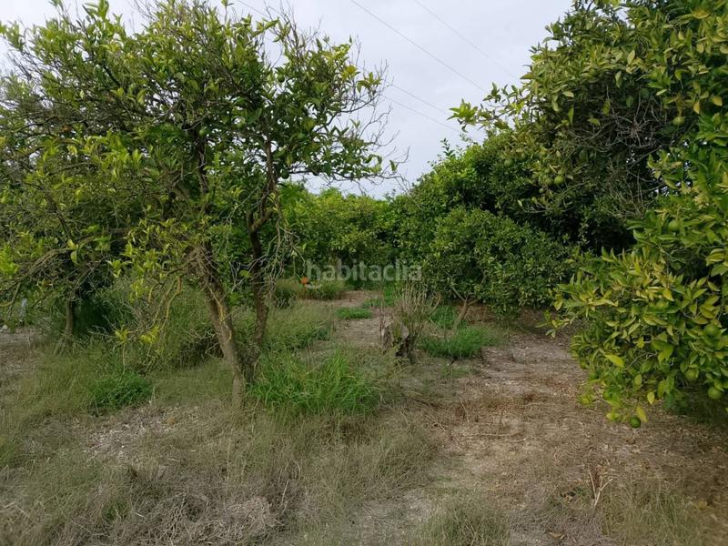 Foto 70625114-5dec-43e6-82cd-93f9bc0264c9. Fondo rustico in Oliva pueblo Oliva