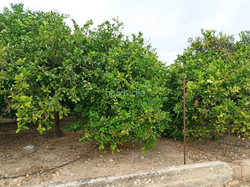 Foto 98c1bfda-79ac-43e3-b53a-86d337cd120c. Fondo rustico in Oliva pueblo Oliva