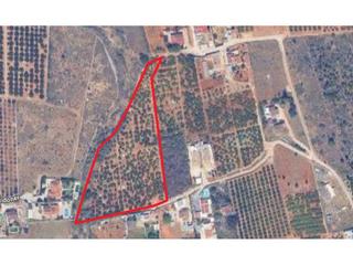 Rural plot  Cova negra 1. Gran terreno agrícola con naranjos en producción  marxuquera, pa