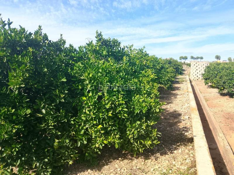 Foto ba3e756c-bbfc-4722-bbcc-8cd6c36149b1. Finca rústica a Xeraco