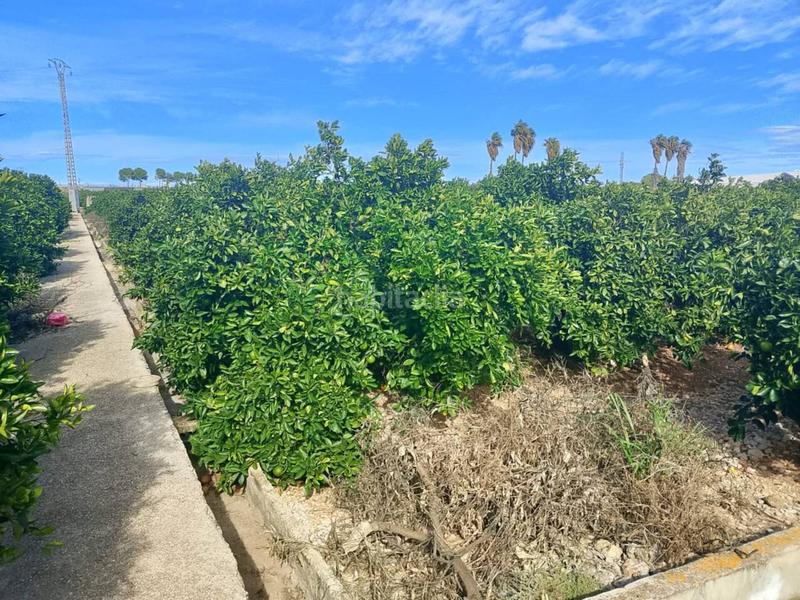 Foto e8c54d8d-5b7f-4d2e-aba9-bc3ebe4a4d7e. Finca rústica a Xeraco