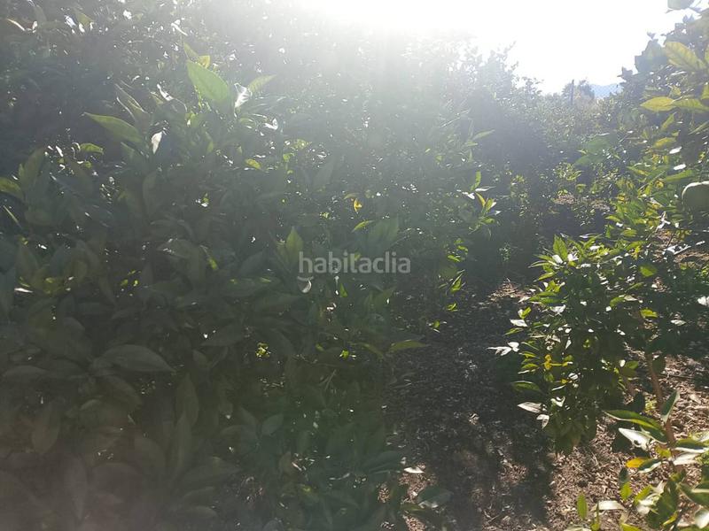 Foto 2f99fa7b-5e02-4165-b944-736c0810c735. Landgut in Oliva pueblo Oliva