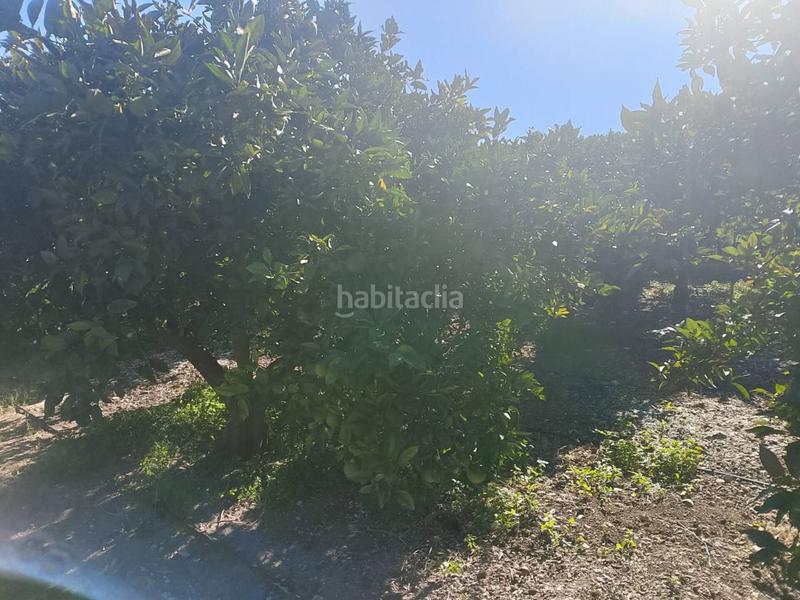 Foto a5d60589-e63e-4156-a974-93ca9260b66c. Landgut in Oliva pueblo Oliva