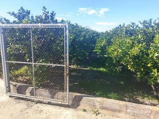 Finca rústica  Marjaletes. Gran terreno rústico con naranjos y almacén  a 800 m de oliva y