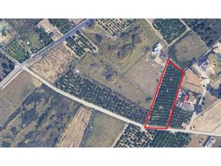 Finca rústica  Canyades. Terreno rústico con naranjos cerca del camino canyades  zona pri