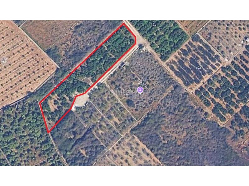 Foto f2e796d6-9c21-4912-9272-839f865ab3d0. Landgut in Oliva pueblo Oliva