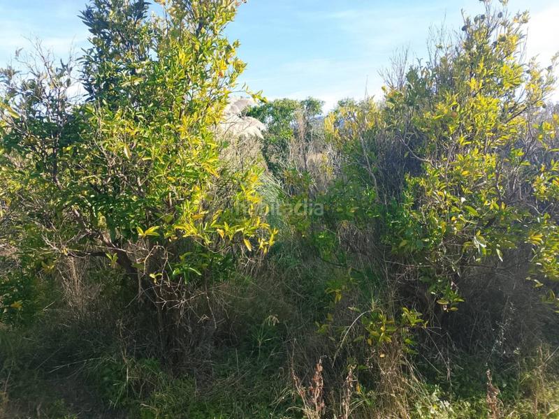 Foto 97208553-db80-46f4-b62b-dada7c57c692. Propriété dans Oliva nova Oliva