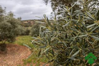 Finca rústica a Loja. Terrenos en venta en loja