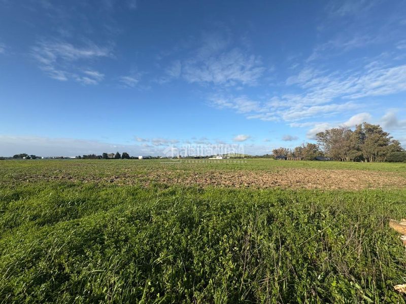 Foto 7ff734b2-8b39-46b2-8f87-ae52dcd1242a. Finca rústica a Vejer Vejer de la Frontera