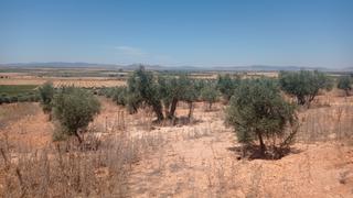 Finca rústica a Carrión de Calatrava. Parcela en venta