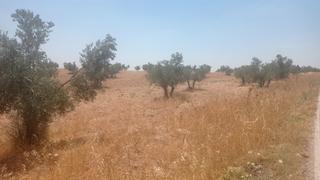 Finca rústica a Daimiel. Parcela en venta
