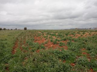Finca rústica a La Guija. Parcela en venta