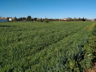 Finca rústica a Los Rosales. Parcela en venta