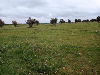 Finca rústica a Los Rosales. Parcela en venta