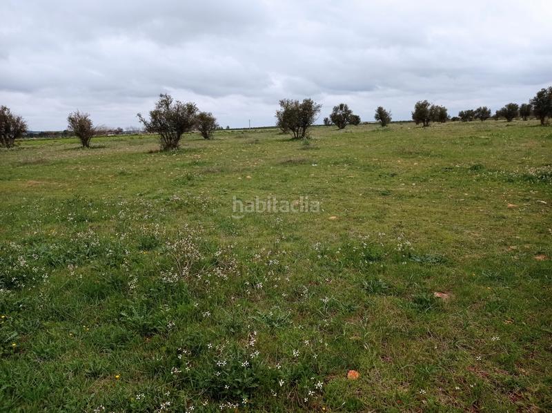 Foto afca2592-31a6-4675-a3be-bf7eb9187d17. Finca rústica parcela en venta en Los Rosales Ciudad Real