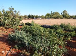 Finca rústica a Los Rosales. Parcela en venta