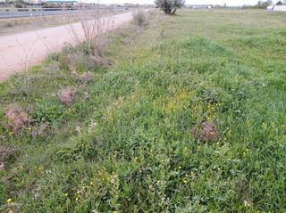 Finca rústica a Pozuelo de Calatrava. Parcela en venta