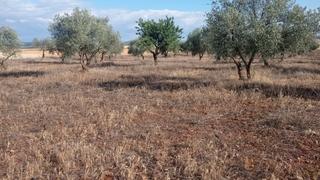 Finca rústica a Miguelturra. Parcela en venta