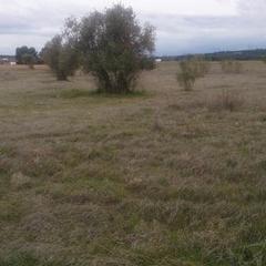Finca rústica a Carrión de Calatrava. Parcela en venta