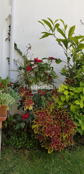 Foto 7d0626c1-6263-4e8c-a26b-d86f63f42ab5. Chalet mit parking pool in Los Llanos Estepona