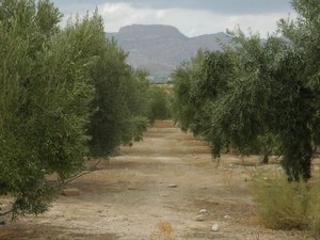Finca rústica  Partida sol del camp