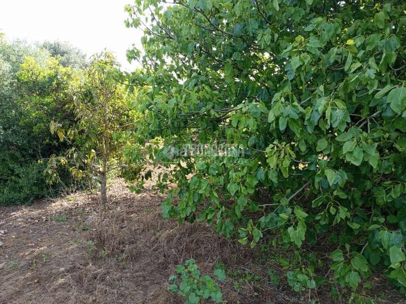 Foto 070481e6-c82d-40b2-a3e2-0c78988ba0d1. Finca rústica a San Roque pueblo San Roque