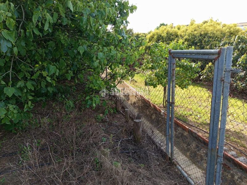 Foto 427641c9-7277-402b-a7ae-0b6cdfcae1e2. Finca rústica a San Roque pueblo San Roque