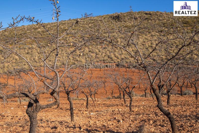 Foto 16f13d54-5de9-443f-8a90-e7b0ca7993f8. Finca rústica terreno en venta con almendros ecológicos en plena producción en Alcolea