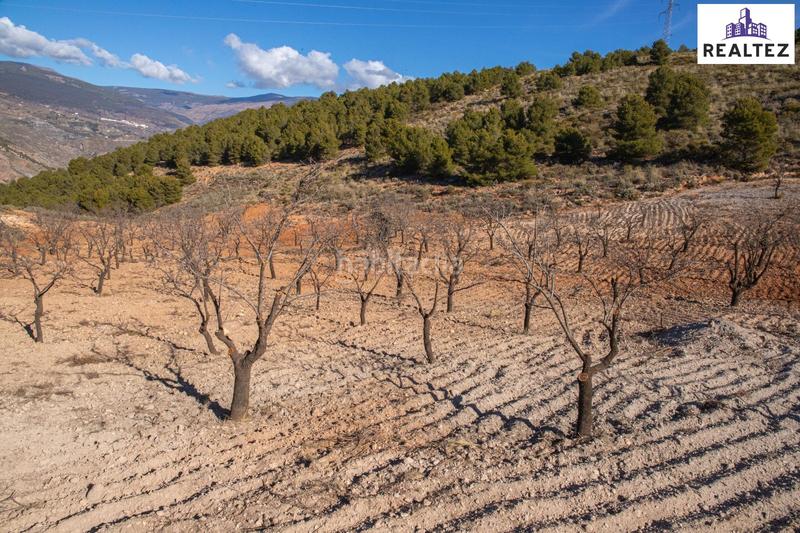 Foto 6217bbf5-7414-41b6-aa3e-b92730397c74. Finca rústica terreno con almendros de 17.000 metros cuadrados en Alcolea